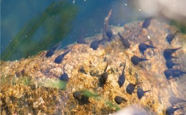 小蝌蚪的作文推荐6篇