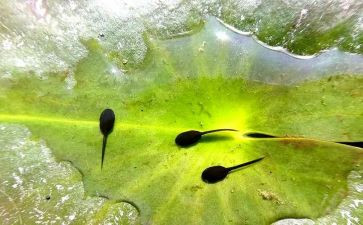 小蝌蚪故事教案8篇