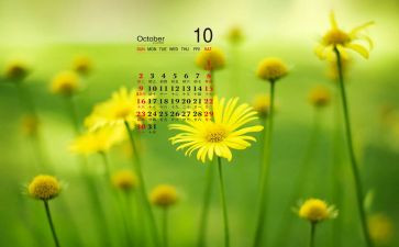 2024年幼儿教师10月工作总结7篇