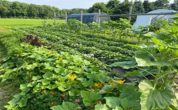 蔬菜周工作计划7篇
