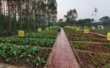 中班音乐买菜歌教案推荐7篇
