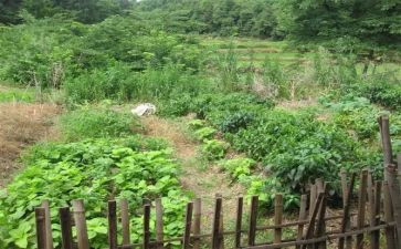 爱心菜心得体会6篇
