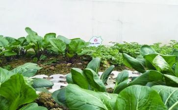 蔬菜卷教案推荐6篇