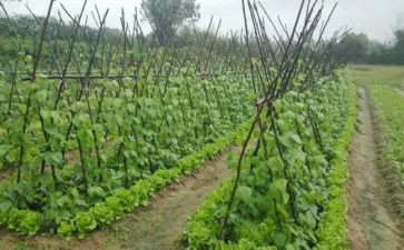 湘菜营销活动方案策划6篇