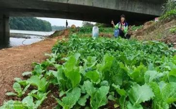 爱心菜心得体会模板6篇