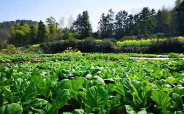 蔬菜活动教案5篇