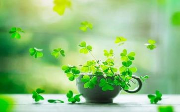 独草莓读后感5篇