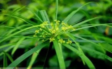 草船借箭引的读后感5篇
