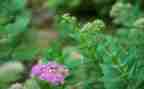 写草莓的作文400字5篇