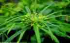 复活草作文模板8篇