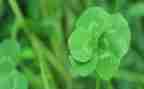 看《草房子》读后感优质8篇