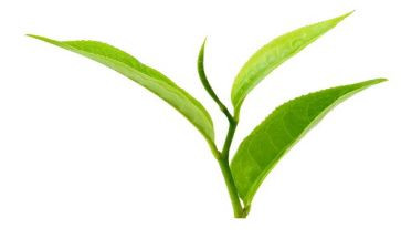 茶企业调查报告精选6篇