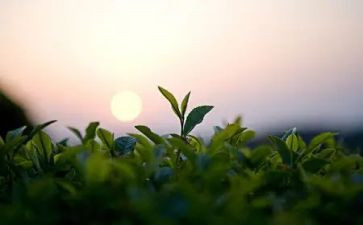 茶培训心得体会模板8篇
