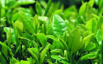 茶主题活动方案6篇