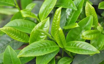 茶道课心得体会5篇