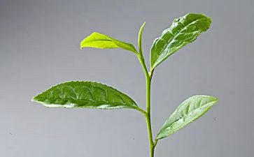 茶文化活动总结精选6篇