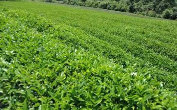 茶文化活动总结7篇