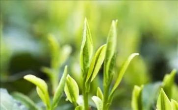 茶主题活动方案优秀5篇