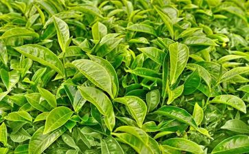 茶文化活动总结推荐8篇