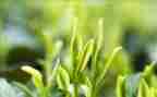 茶主题活动方案精选6篇