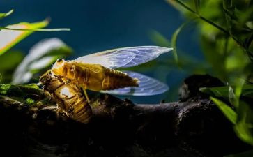 《蝉》的读后感小作文300字最新7篇