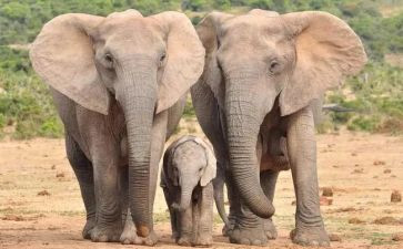 大象来了音乐教案7篇