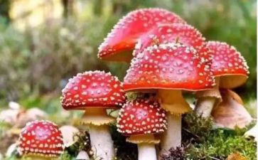 年度禁毒工作计划8篇