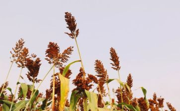 红高粱莫言读后感6篇