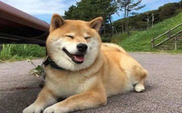画小狗的作文8篇