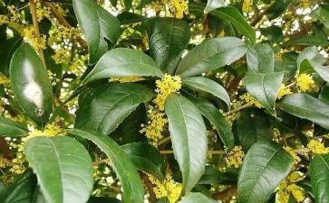 桂花作文优秀作文优秀7篇