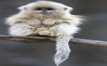 幼儿园小班猴子爬的教案5篇