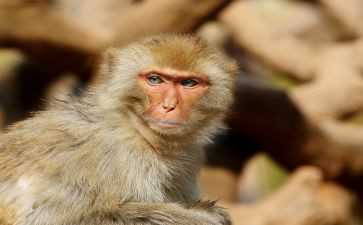 小猴子大班教案模板6篇