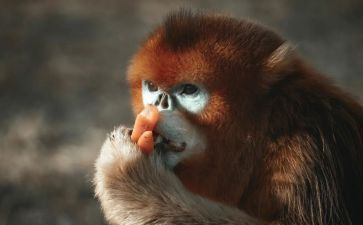 大班《小猴的出租车》教案5篇