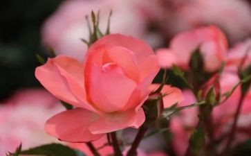 写学校小花园的作文6篇