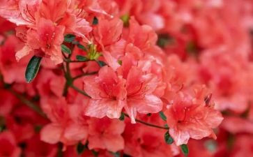献花篮观后感7篇