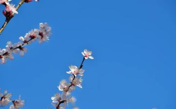 花开了教学反思8篇