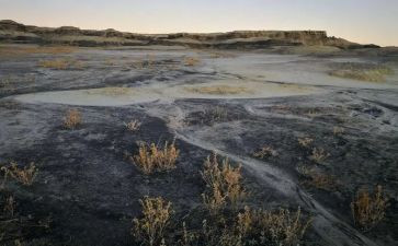 在荒野读后感7篇