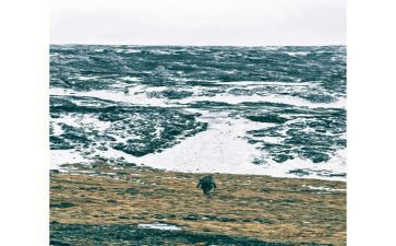 在荒野读后感推荐7篇