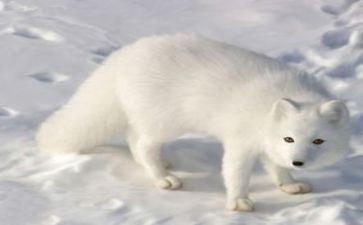 狐狸和猫的故事读后感通用5篇
