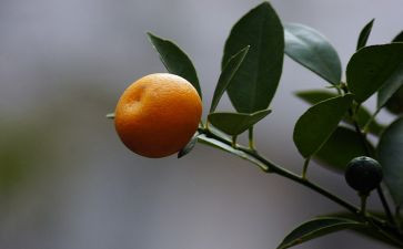 桔子船教案8篇