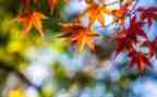 春天写景初中作文8篇