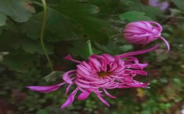 我的小菊花作文7篇