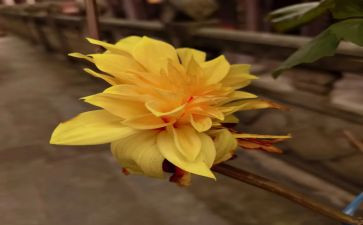 幼儿菊花教案6篇