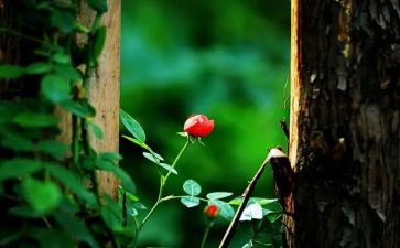 奋斗的苦作文参考6篇