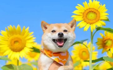 音乐课哈巴狗的教案7篇