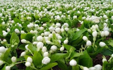 茉莉花音乐课教案7篇