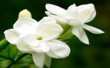 音乐茉莉花教案8篇