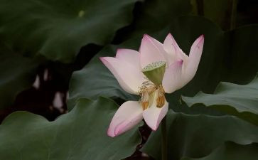 观宝莲灯观后感5篇