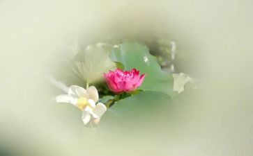 莲观后感优秀7篇
