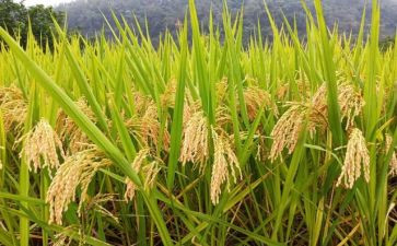 爱粮食的演讲稿优质5篇